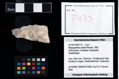 Foto (Objekt + Etikett) von Mesogalathea striata (Remeš, 1895)  (NHMW-GEO-2014-0194-0173)